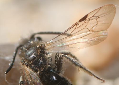 Réf. 355 114 : Andrena sp.